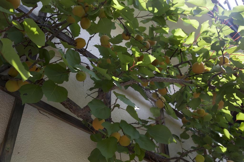 Gaestehaeuser Anni Ehrndorfer Ried im Innkreis Εξωτερικό φωτογραφία